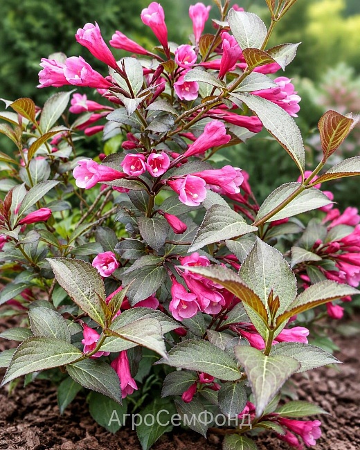 Вейгела цветущая Виктория