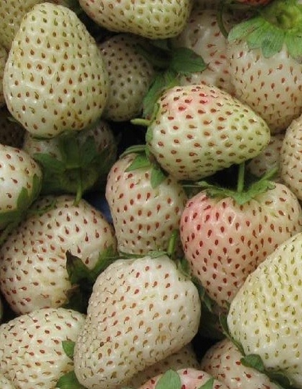 Земляника садовая Белый Швед 