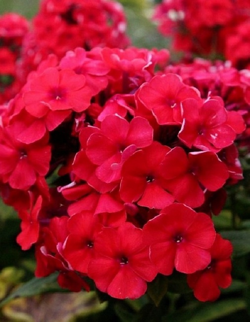 Флокс Гренадин Дрим 