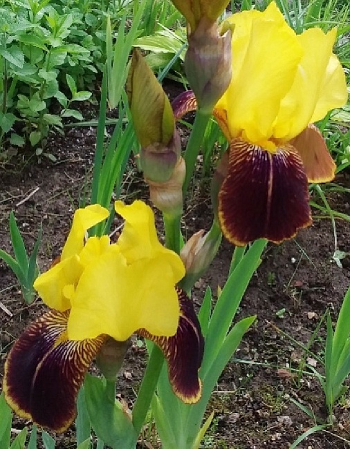 Ирис Райан Брук 