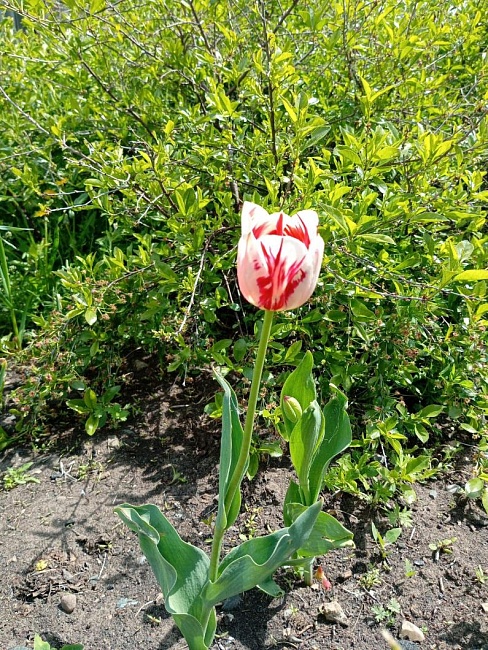 Тюльпан Волд Экспрешн 1 уп. (3шт.) 
