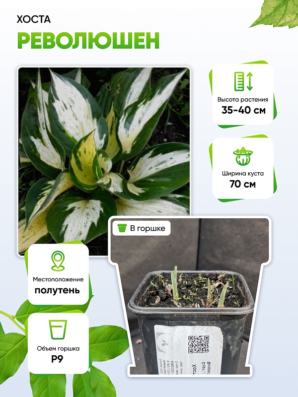 Хоста Революшен 1 шт Р9