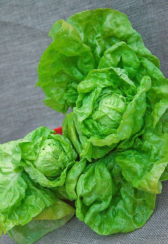 Салат Берлинский желтый 1 гр б.п