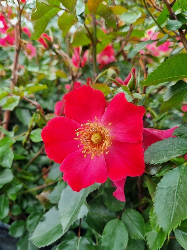 Роза плетистая Дортмунд