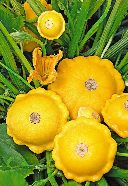 Патиссон НЛО оранжевый 2 гр цв.п