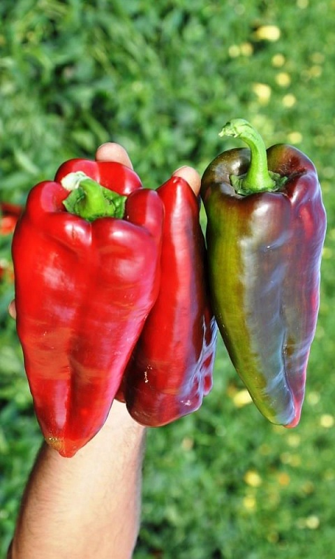 Перец сладкий Мерседес (УД) 20 шт. цв.п.