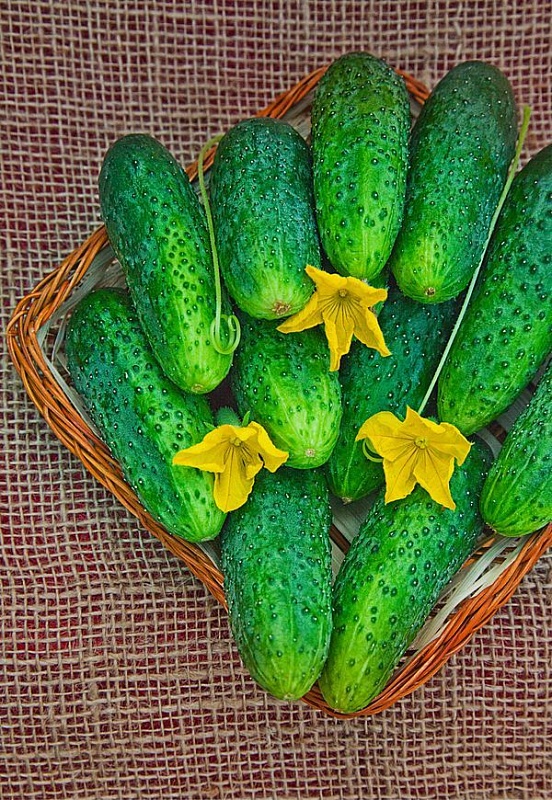 Огурец Мальчик с пальчик F1 0,25 гр цв.п (Био-старт)