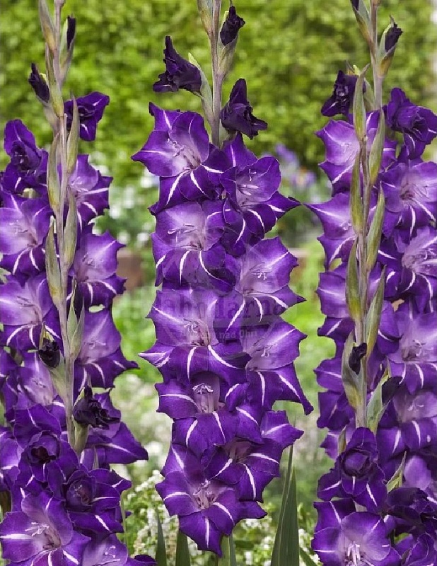 Гладиолус Хэллови