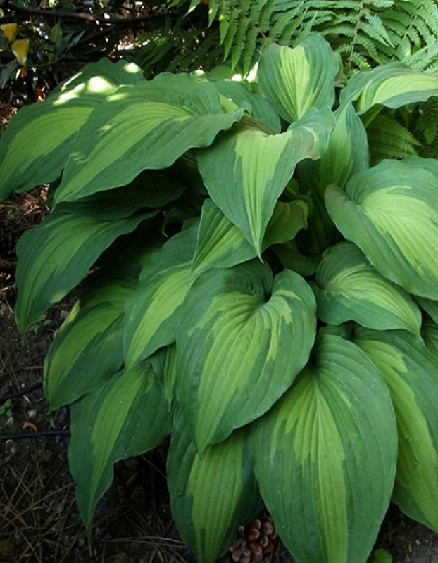 Хоста Филлис Кэмпбелл 