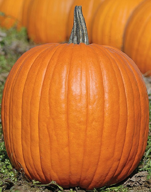 Тыква Хеллоун (УД) 5 гр цв.п.