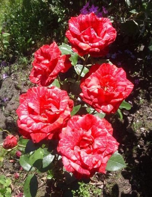 Роза чайно-гибридная Ред Интернешнл 