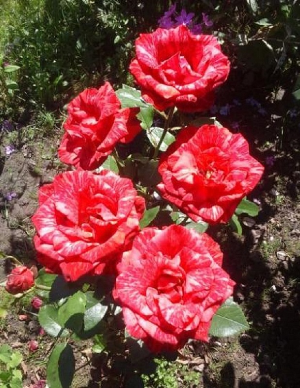 Роза чайно-гибридная Ред Интернешнл 