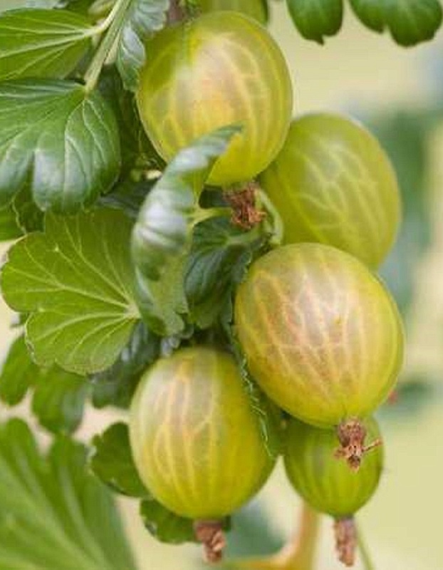 Крыжовник Хиннонмаки зеленый 