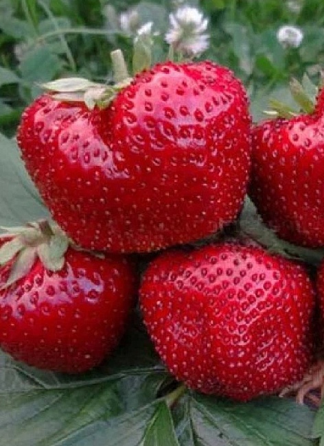 Земляника садовая Гигантелла 