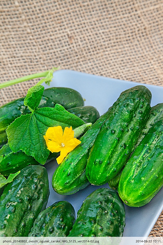 Огурец Царский F1 (Селекция "ВХ") 0,25гр цв.п.