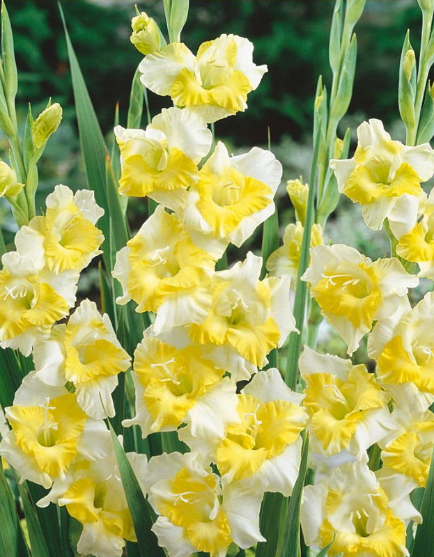 Гладиолус Багги 