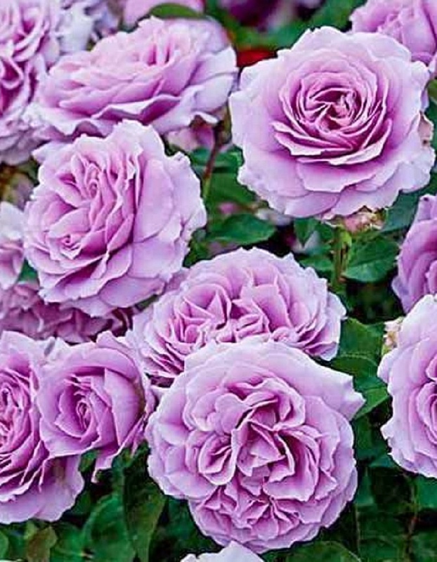 Роза флорибунда Лав Сонг