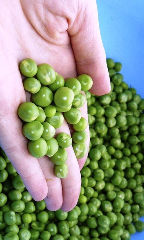 Горох Сахарный гигант (УД) 5 гр цв.п.