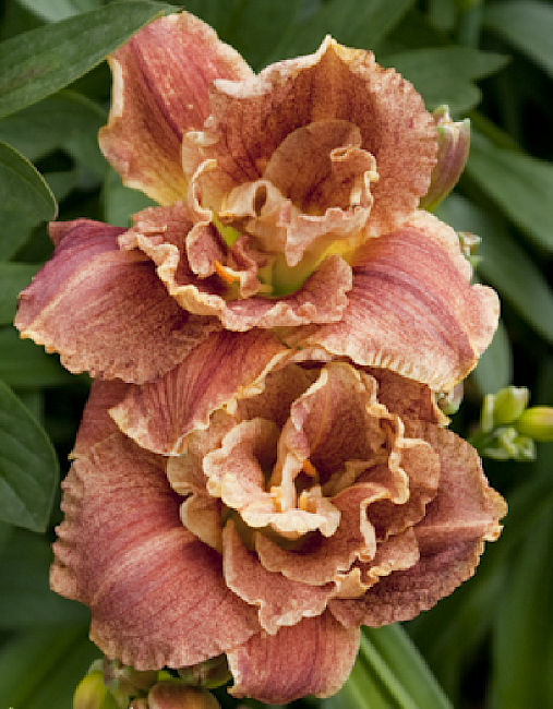 Лилейник Хэппи Хулиган