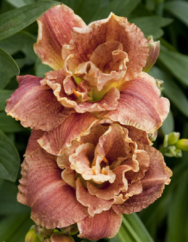 Лилейник Хэппи Хулиган