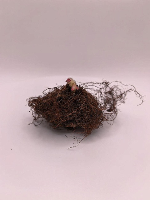 Глоксиния Этойле де Фью