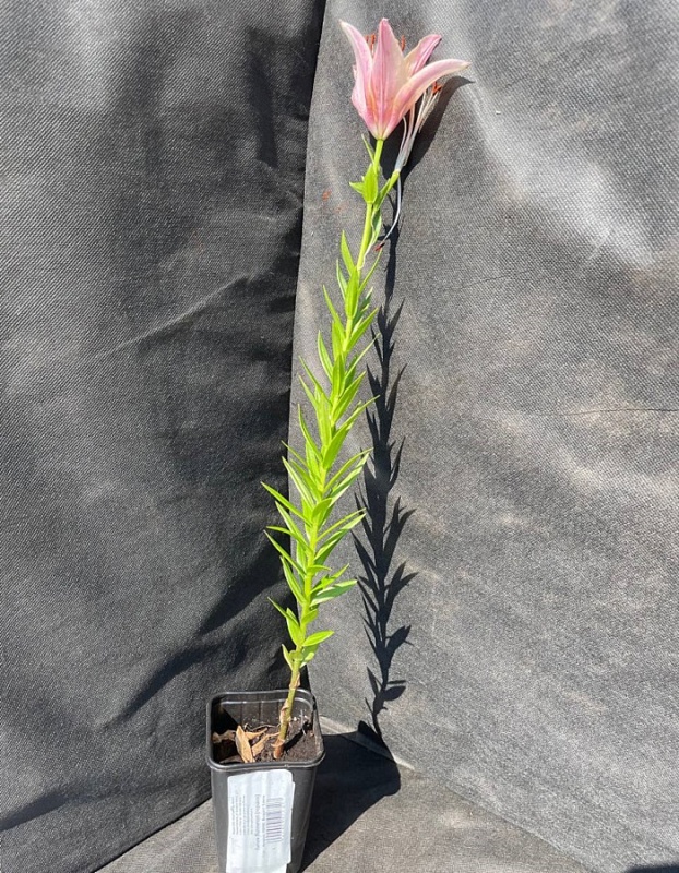 Лилия Лоллипоп 