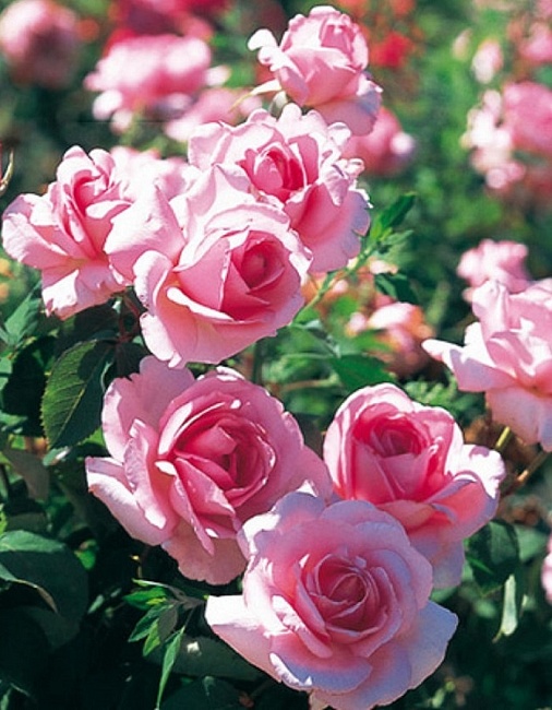 Роза парковая Жардин де Вилландри