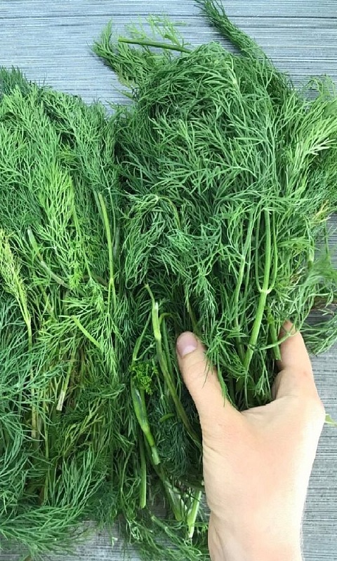 Укроп смесь Кустовых Сортов (УД) 2 гр цв п