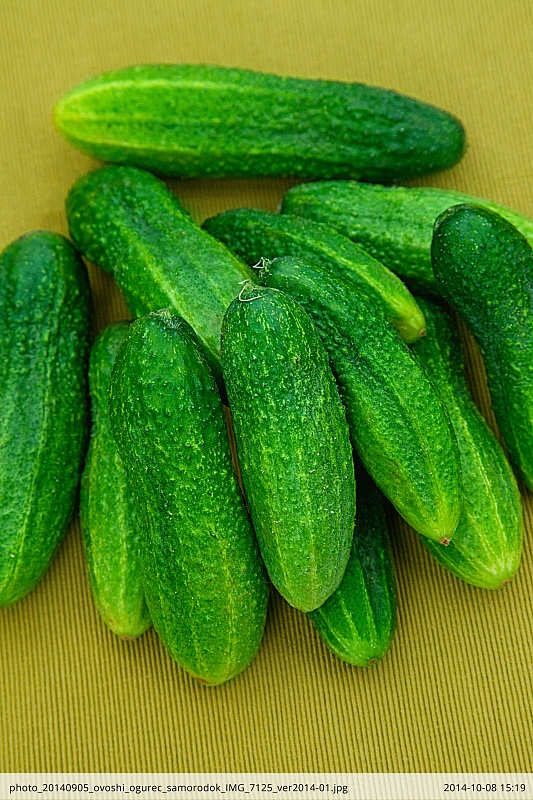 Огурец Самородок 0,25 гр цв.п (Био-старт)