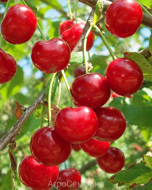 Черешня Рубиновая