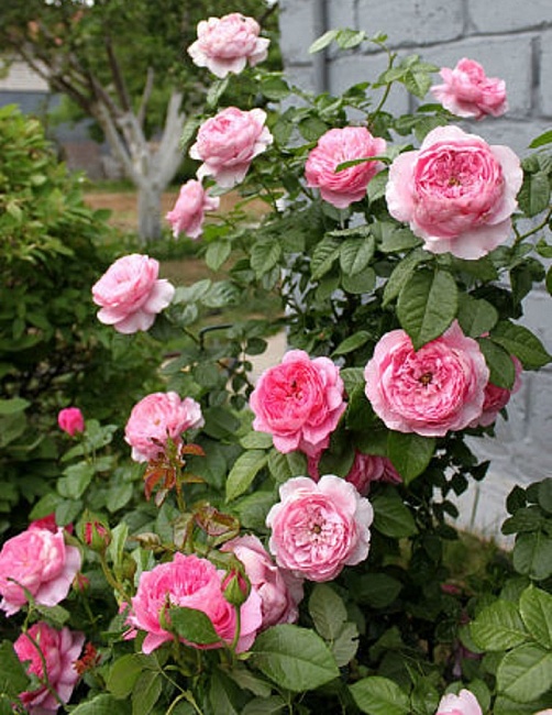 Роза кустовая Шанталь Марье