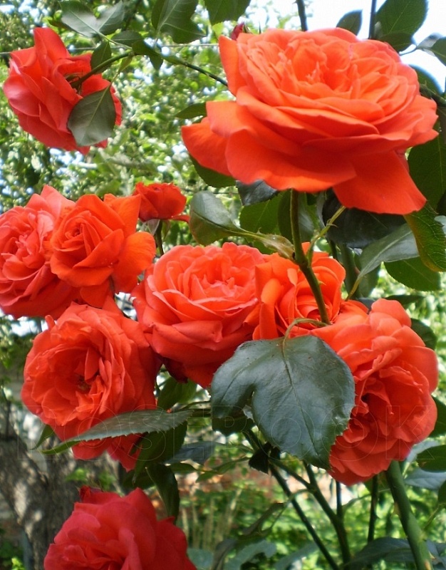 Роза плетистая Салита