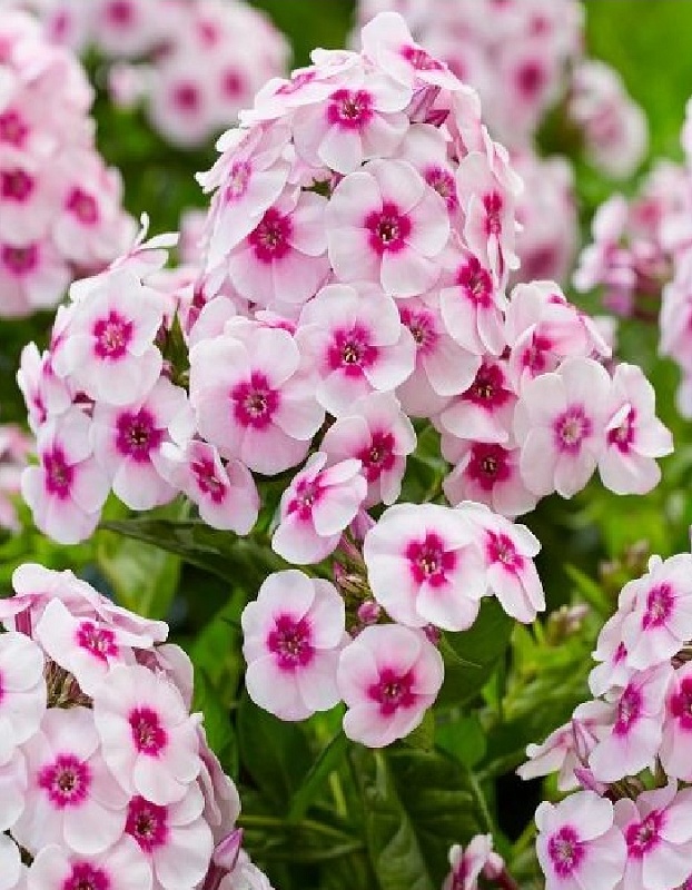 Флокс Юник Тренди 