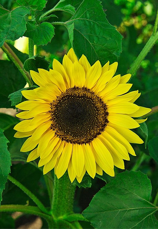 Подсолнечник Глориоза Сансет 1 гр