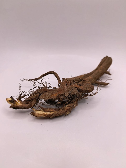 Дицентра Спектабилис Альба