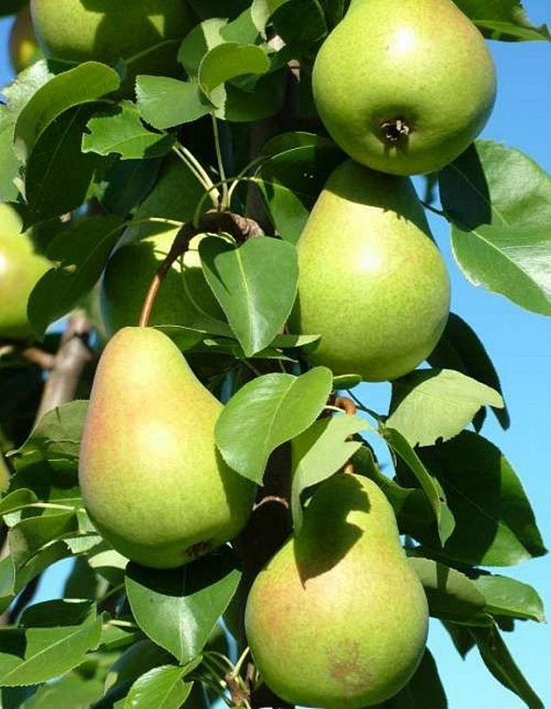 Груша Память Жегалова