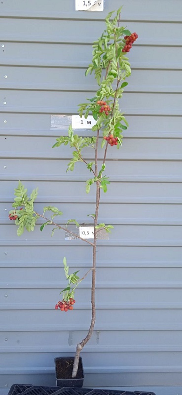 Рябина Титан 1 шт