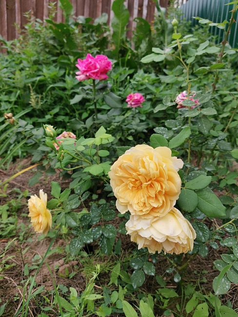 Роза английская Голден Селебрейшен