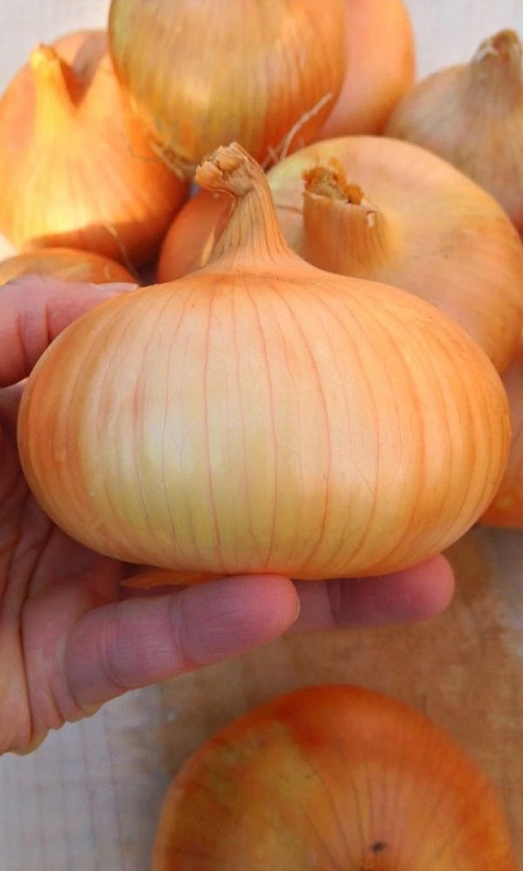 Лук репчатый Спасский местный улучшенный (УД) 0,3 гр. цв.п.