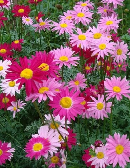 Пиретрум Царский букет (УД) 0,1 гр