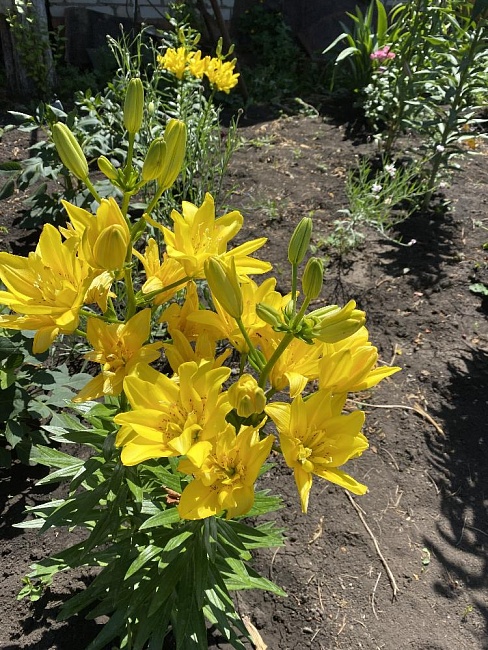 Лилия Фата Моргана