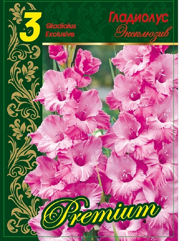 Гладиолус Эксклюзив 1 уп. (3 шт.)