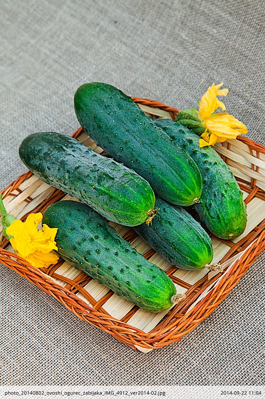 Огурец Забияка F1 0,25 гр цв.п.