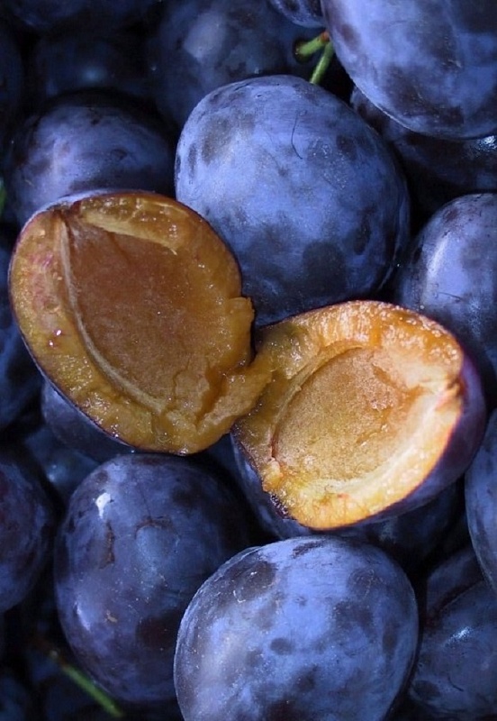 Слива Яичная синяя 