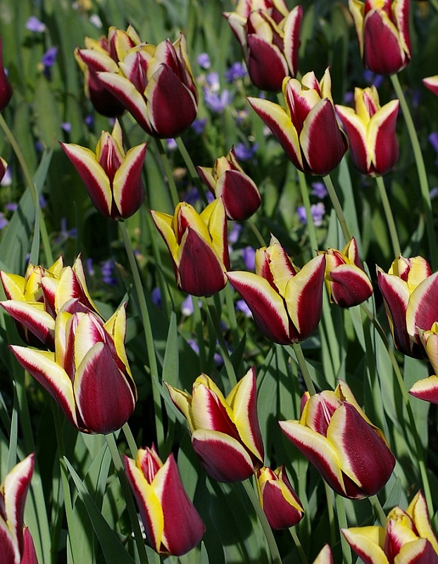 Тюльпан Гавота 1 уп.(3 шт.) 