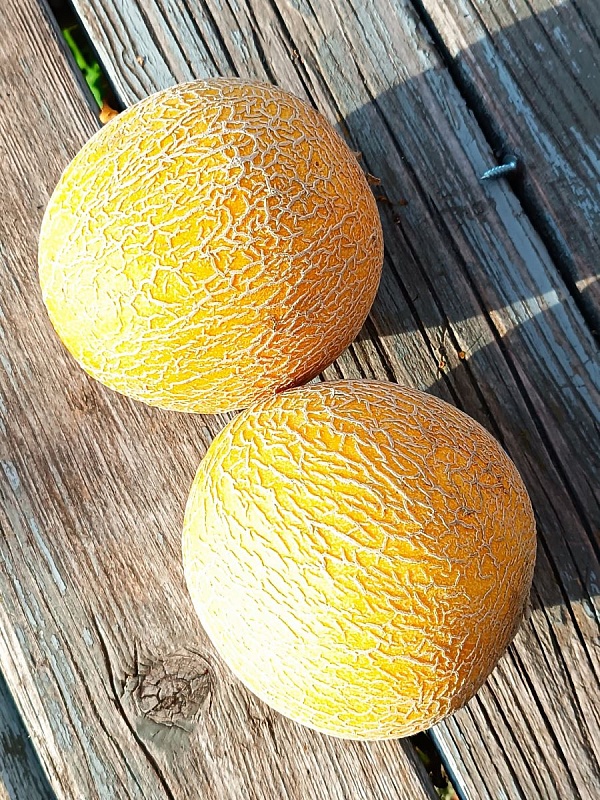 Дыня Сибирская медовая (УД) 10 шт цв.п.