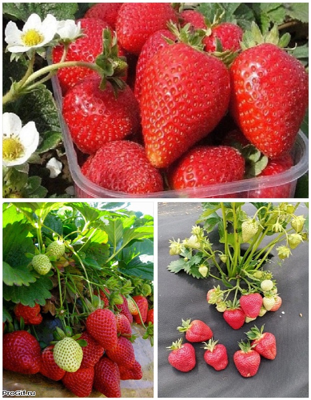 Набор "Ягодный экспресс" 3 саженца