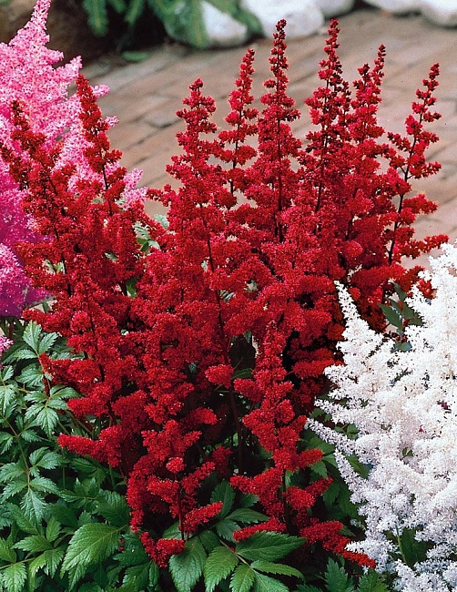 Астильба Дюссельдорф