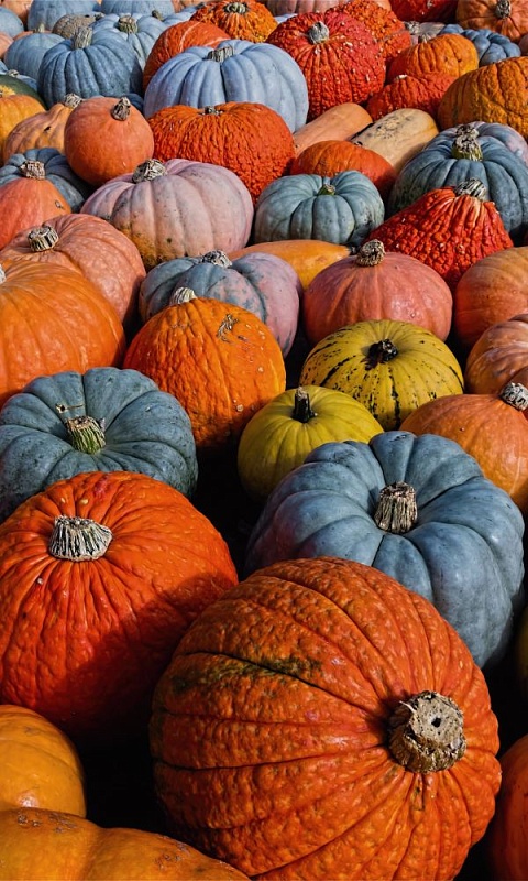 Тыква Смесь ярких и сладких сортов (УД) 6 шт цв.п. 