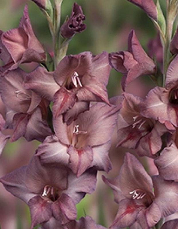 Гладиолус Смоки 1 уп. (3 шт.)